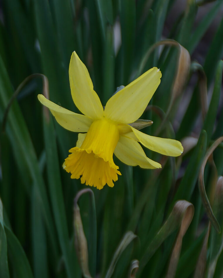 A Daffodil...