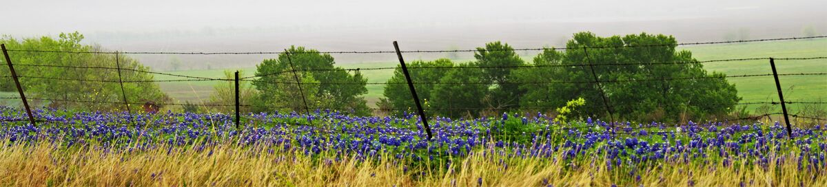 Bluebonnets on a fence line one foggy morning.  El...