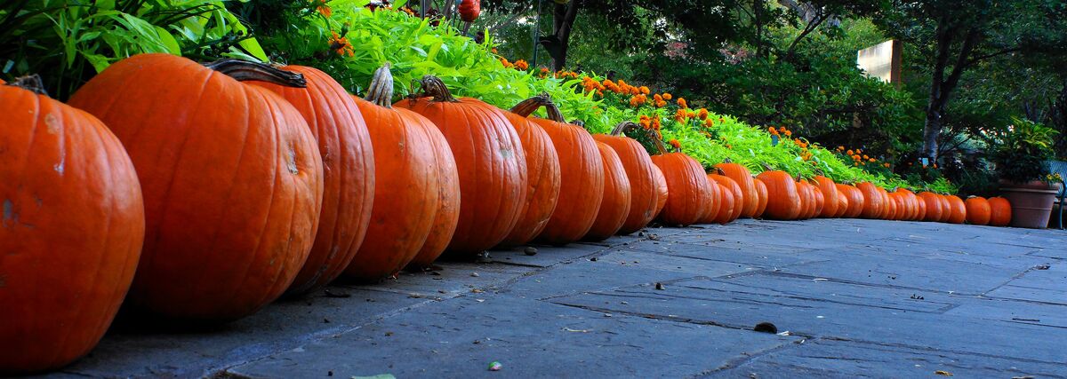 Pumpkins all lined up in a row.  Shot this early o...