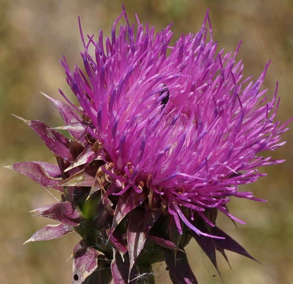 Thistle blooms always grab my attention!...