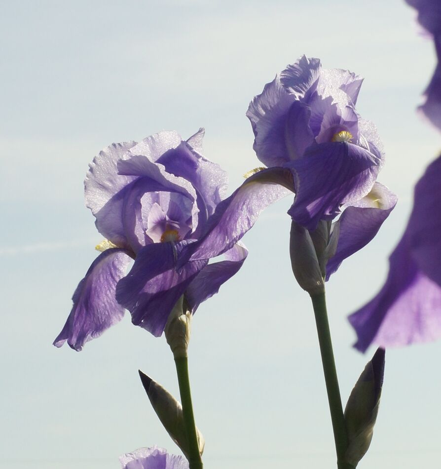 Dad and step Mom loved their irises!...