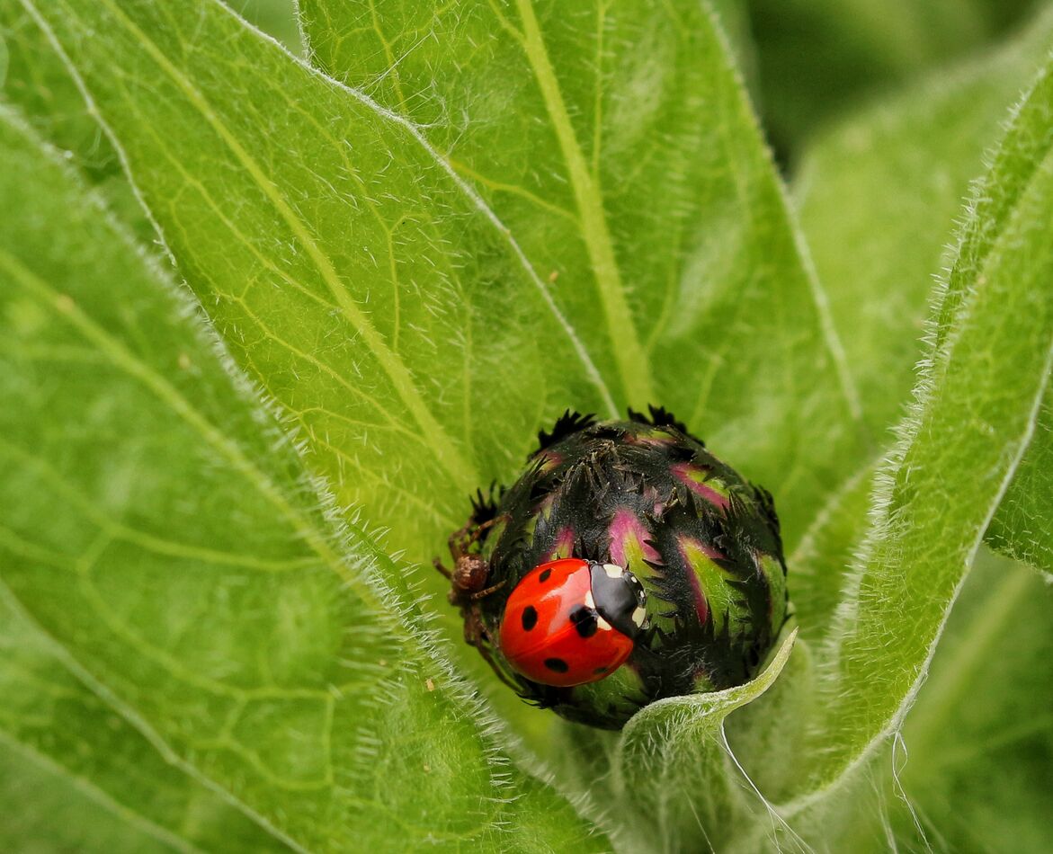 Ladybird munching on flower bud...