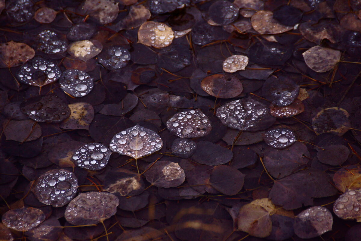 Waterdrops on dead leaves in Breckenridge, Colorad...