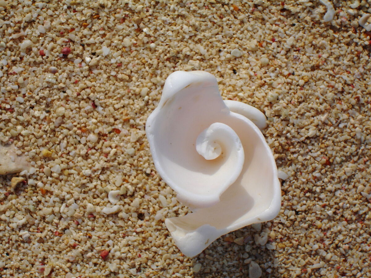 Really worn shell that I stuck in the sand in the ...