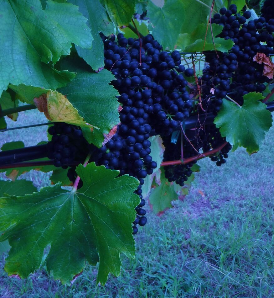 Grapes in a vinyard near a winery near College Sta...