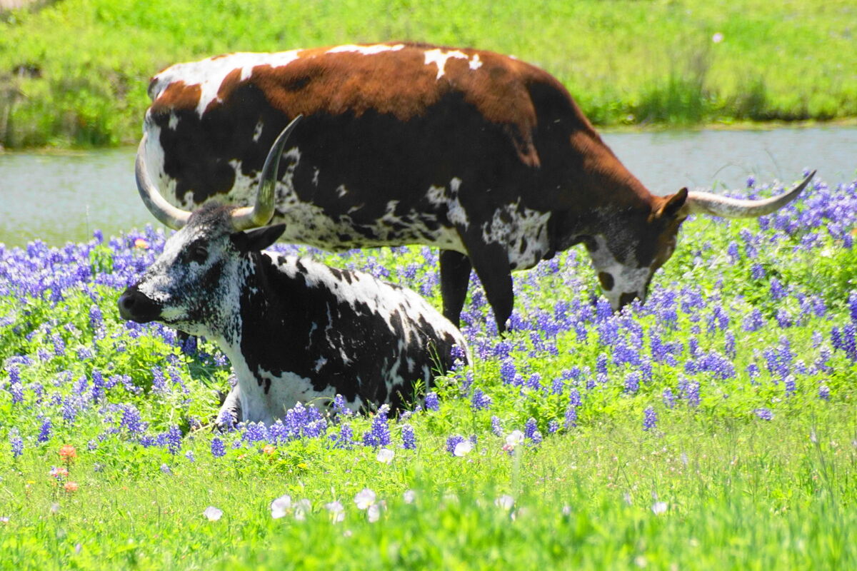 A pair in the bluebonnets near a pond.  Lots of pe...