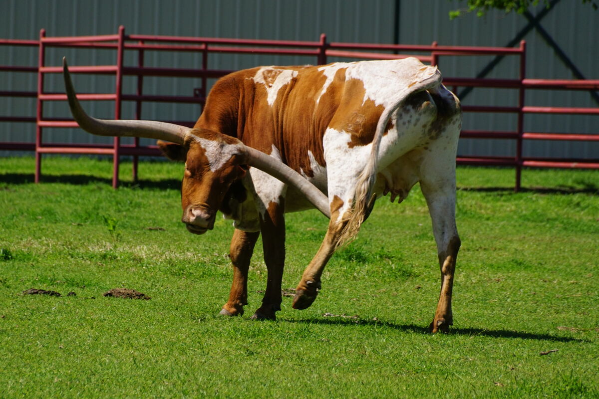 This longhorn cow must have had an itch.  She used...