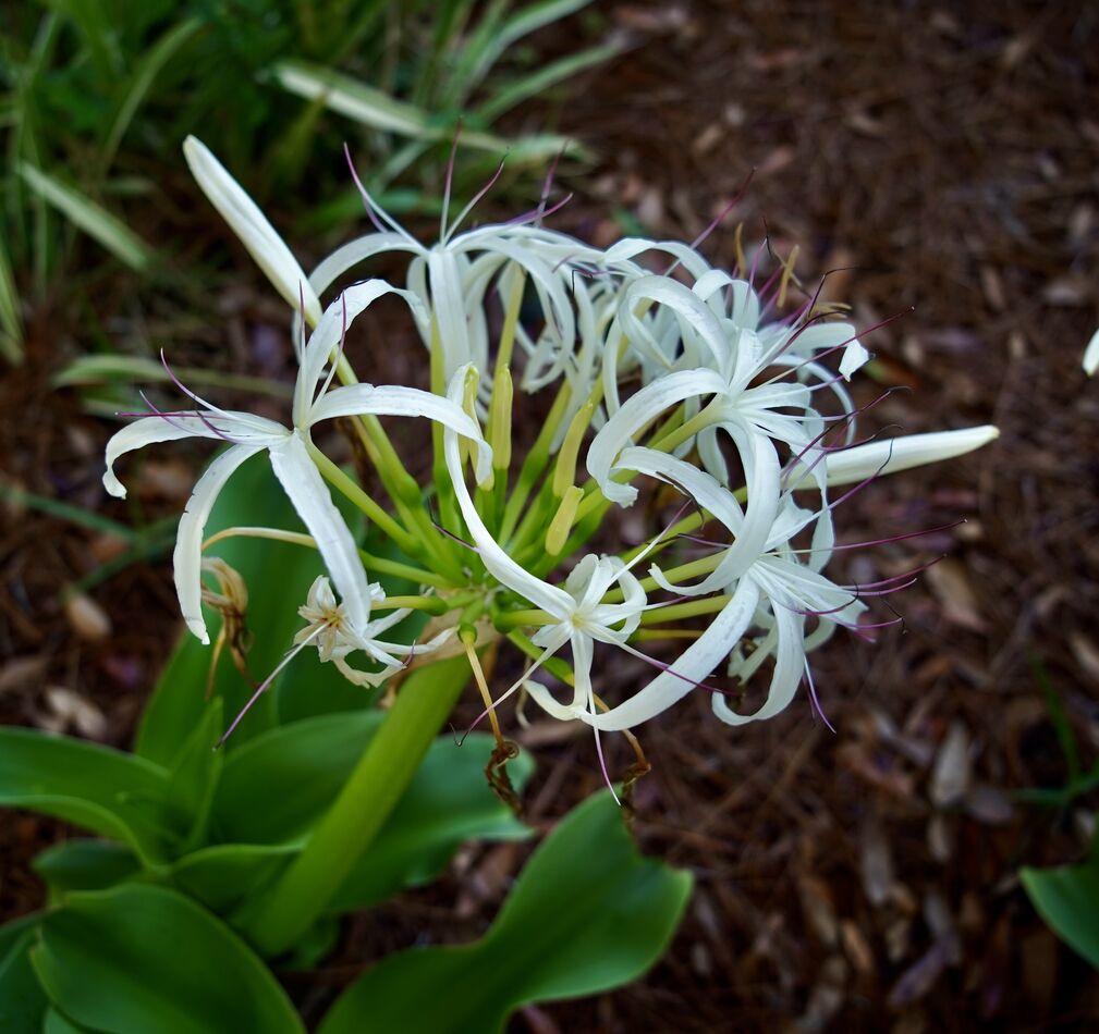 Spider Lily...