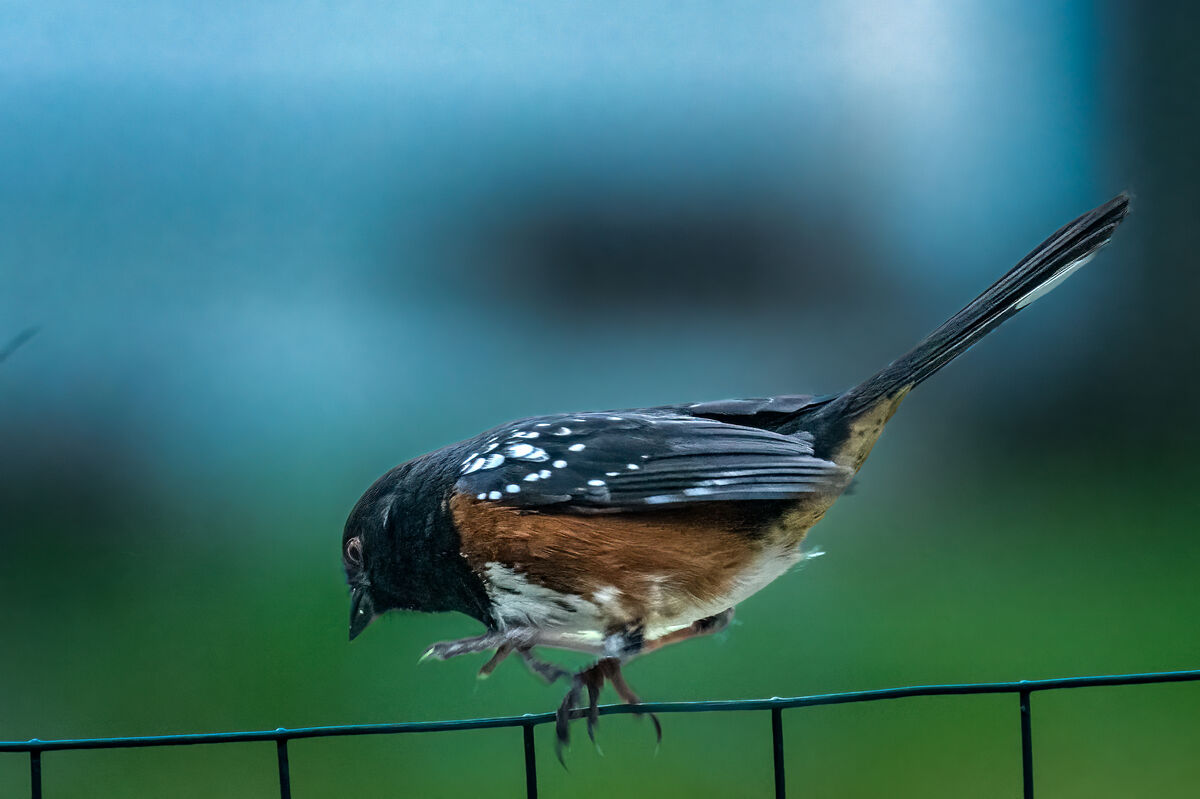 Spotted Towhee Jumps...