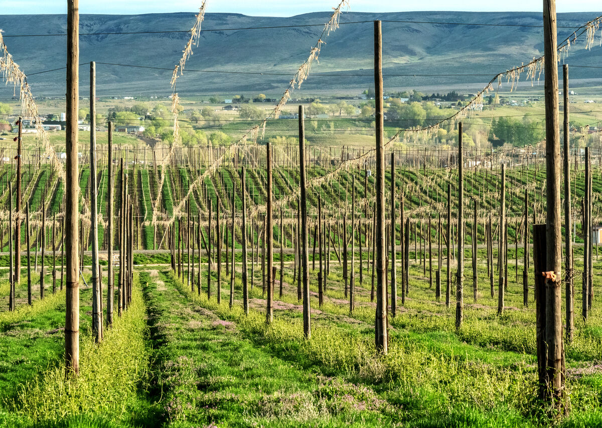 Nearly everything green in the Yakima Valley is du...