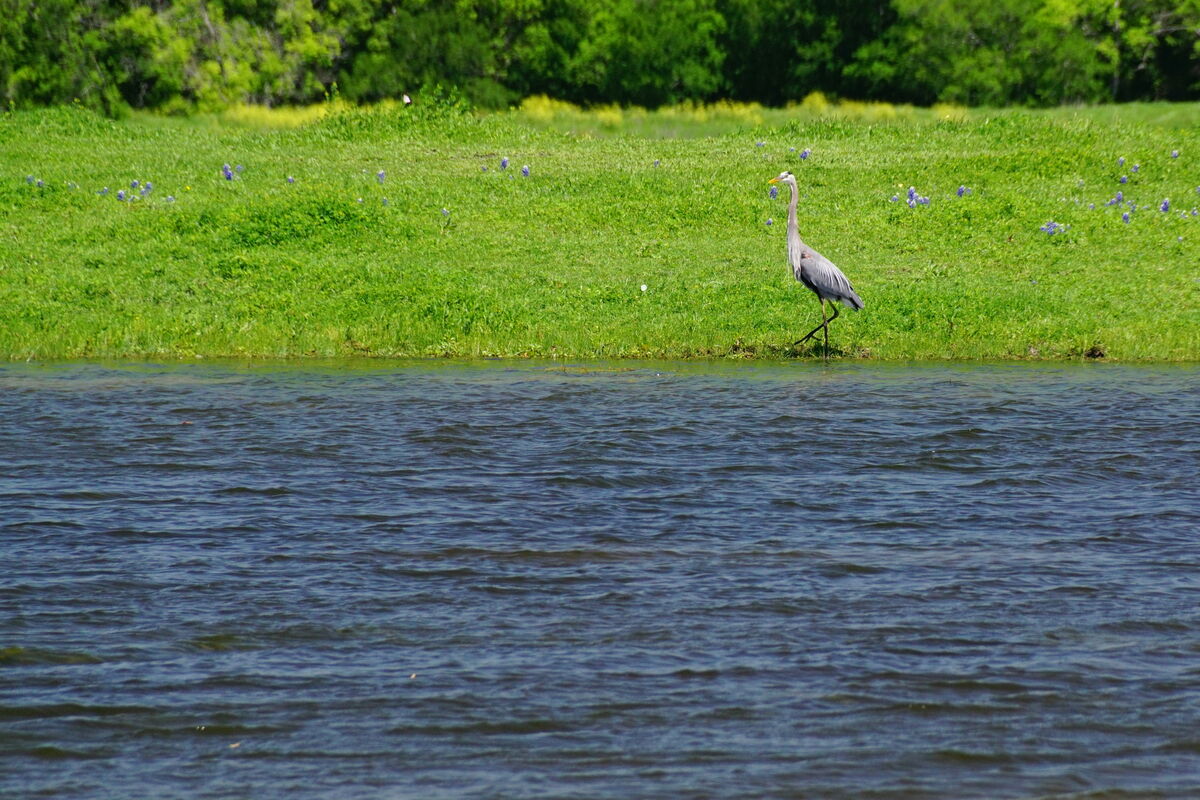 GBH walking on the far side of this pond.  Last ye...