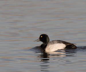 Greater scaup...