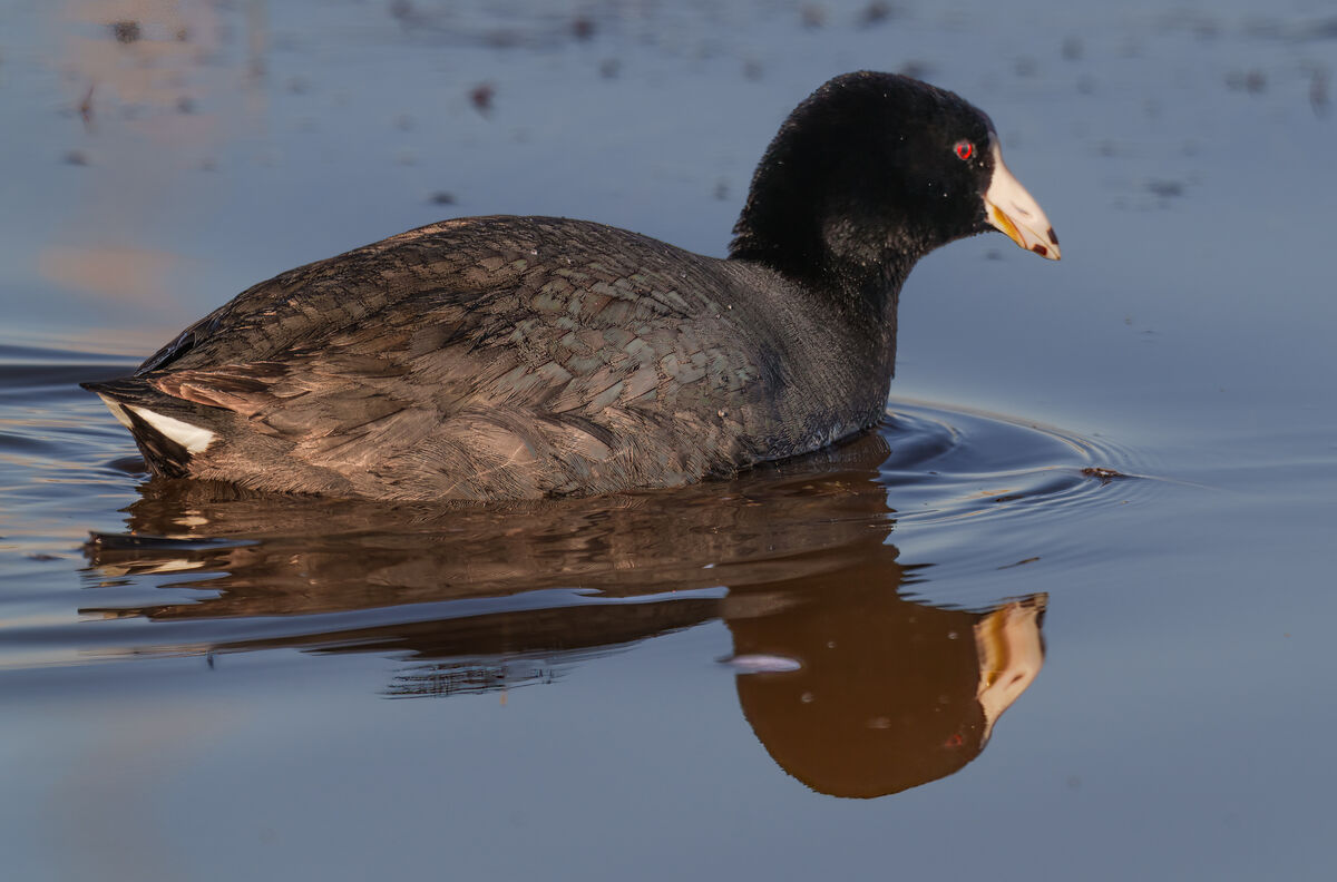 Coot (the largest number of birds at the refuge)...