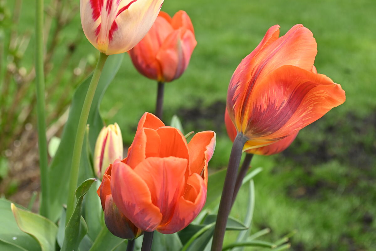 Who da thunk that an orange tulip would have purpl...