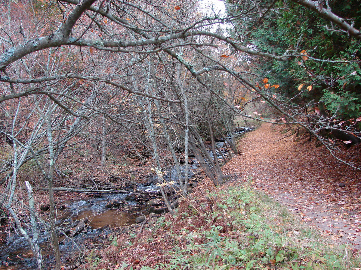 A seldom trod path along a stream feeding into the...