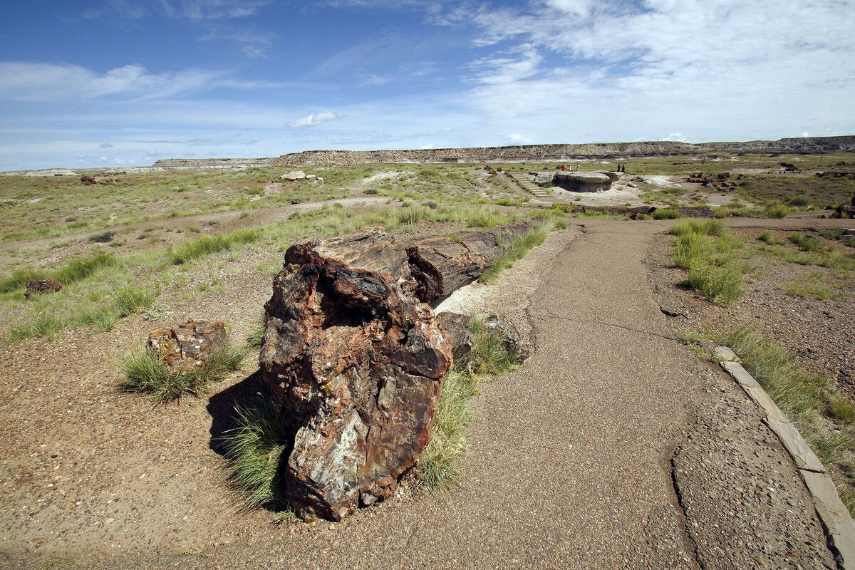 Further along the trail through the Petrified Fore...