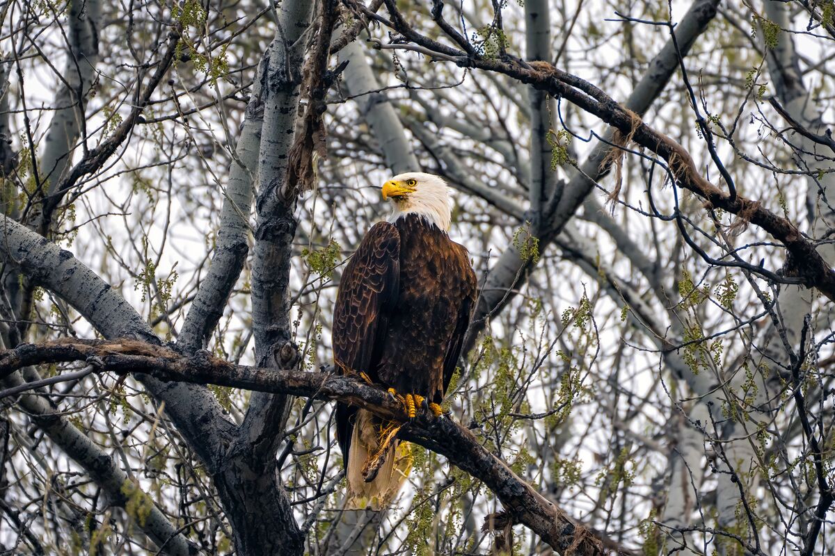 Eagle at Watson Lake...