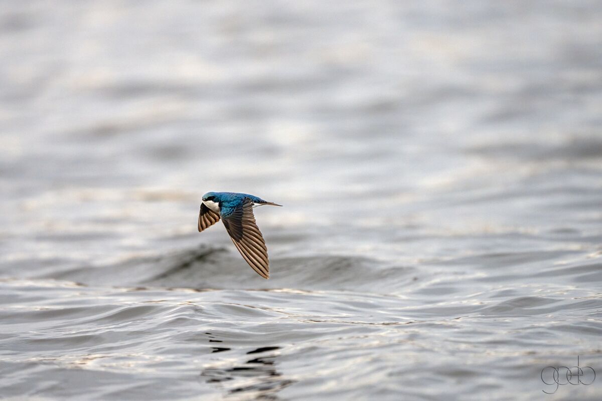 Swallow at Watson Lake...