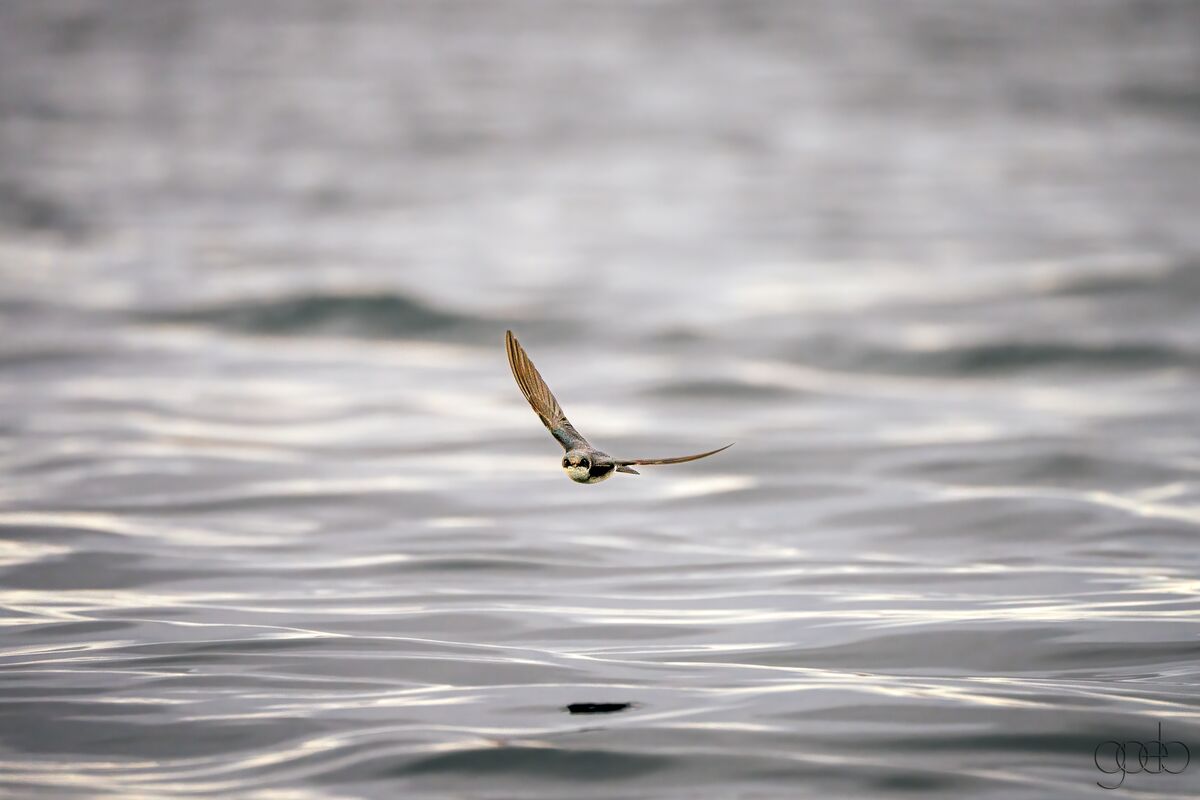 Swallow at Watson Lake...