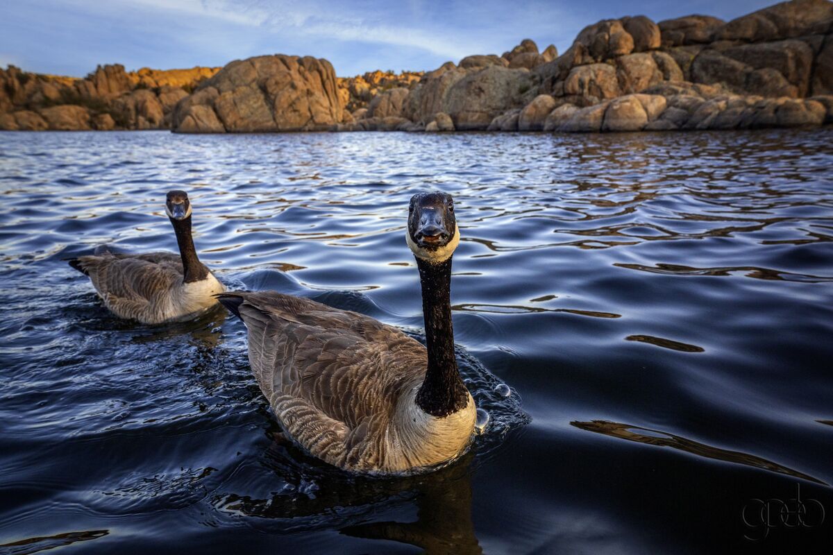 Geese Watson Lake...