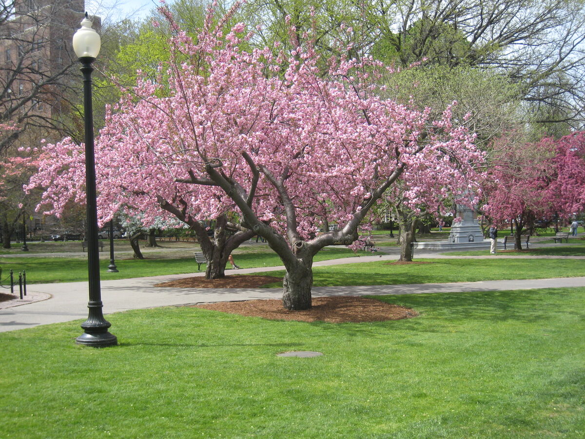 paths in the Boston Public Gardens...