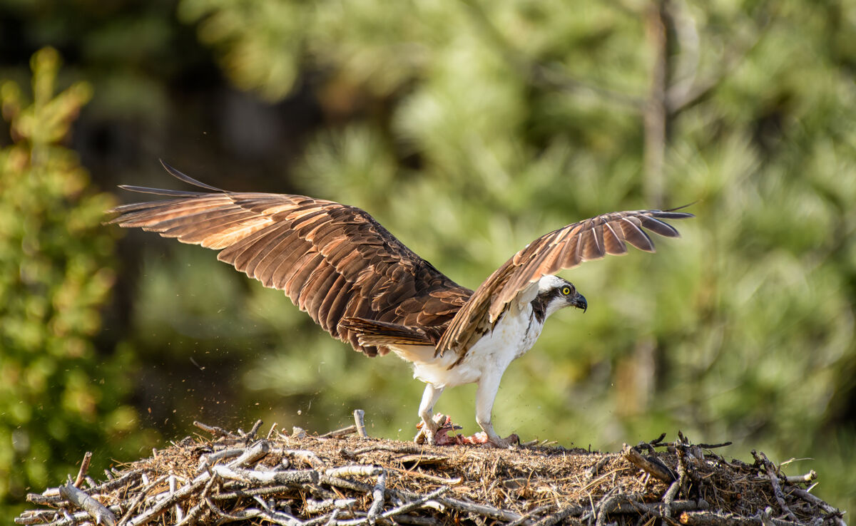 Bringing lunch back to the nest...