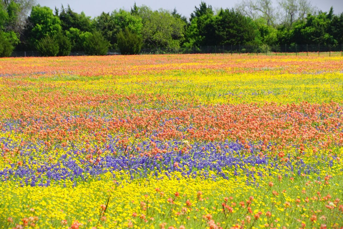 This was the most mixed field of flowers that I've...