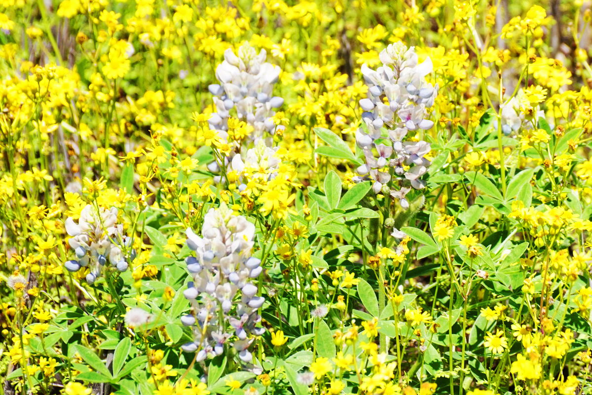 Almost white bluebonnets....