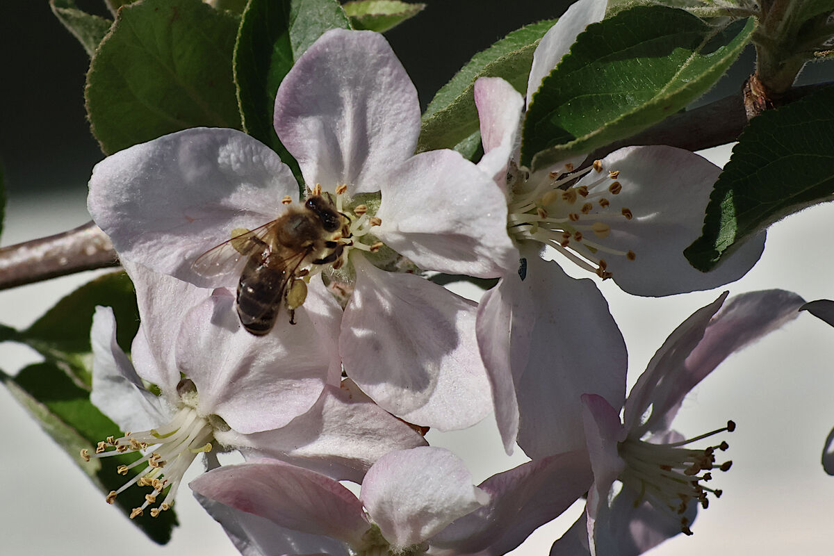 Apple Blossom and the Bee...