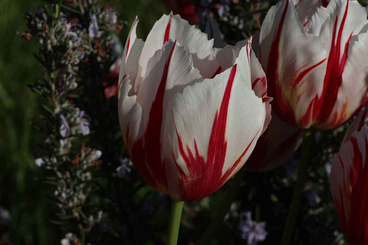 Red and White Tulips...