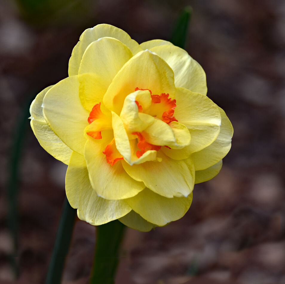 This daffodil was about 4 inches across and was ca...