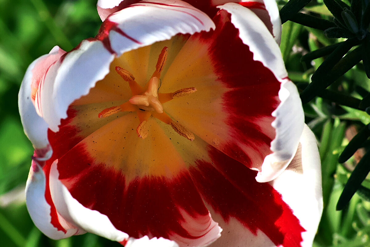 At the Center of the Tulip...