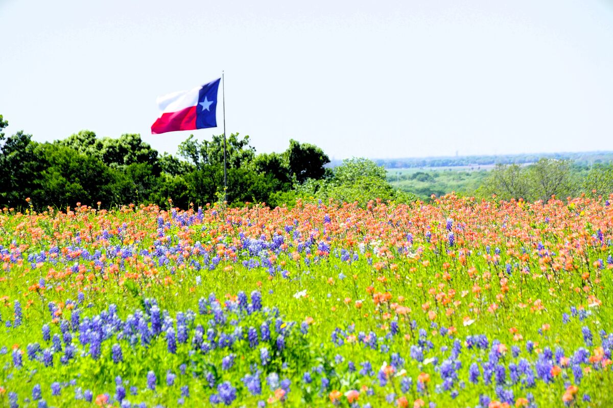 In a field all by itself, the Texas flag flies amo...