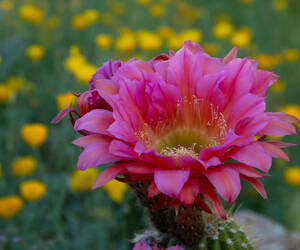 Hedgehog cactus bloom...