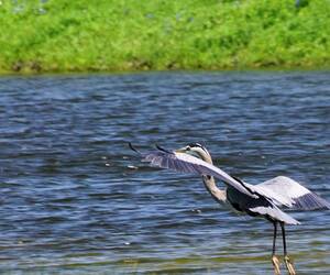 GBH coming in for landing by a pond surrounded by ...