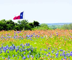 In a field all by itself, the Texas flag flies amo...