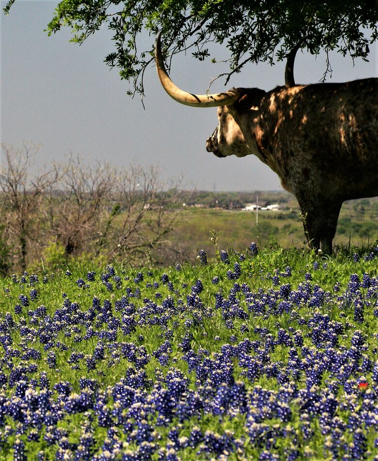 Longhorns and bluebonnets, what could be more Texa...