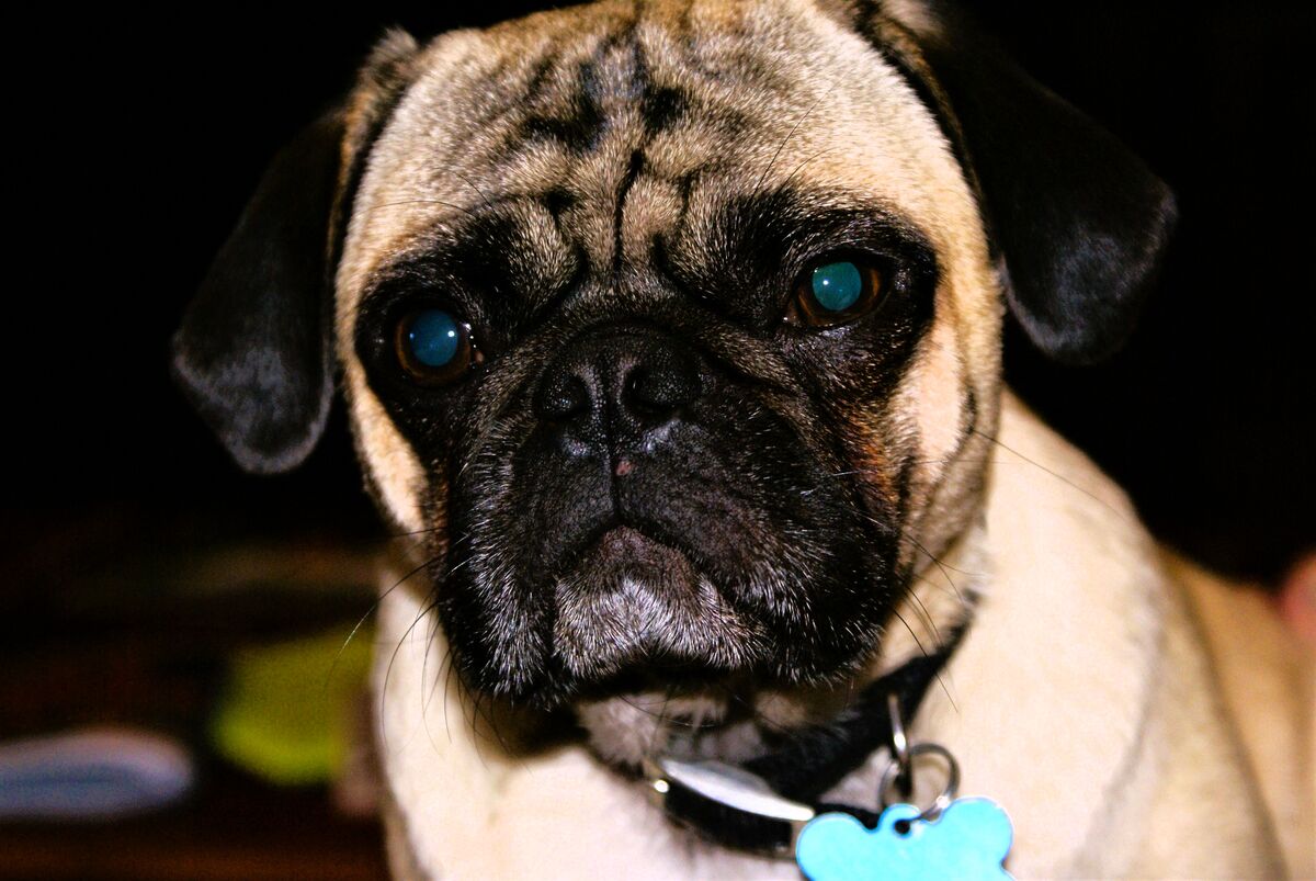 Ollie, my son's pug.  We kept her for a while when...