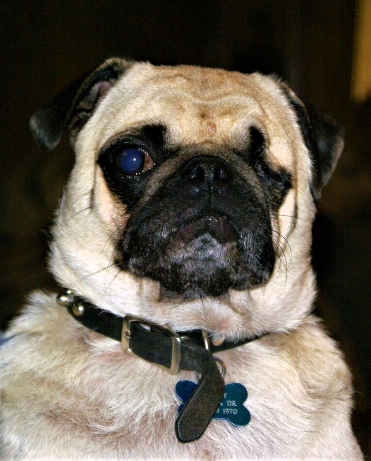 Pugsley, his other pug.  I've never known a with a...