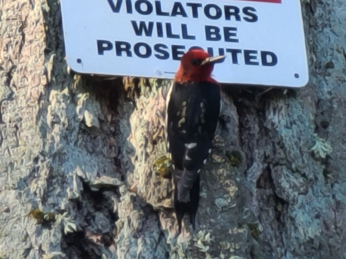 A woodpecker working diligently on this metal sign...