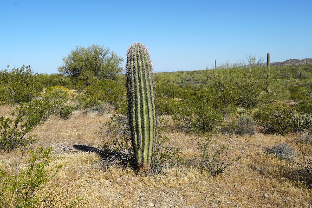 Another fine example of Saguaro Cactus, near Maric...