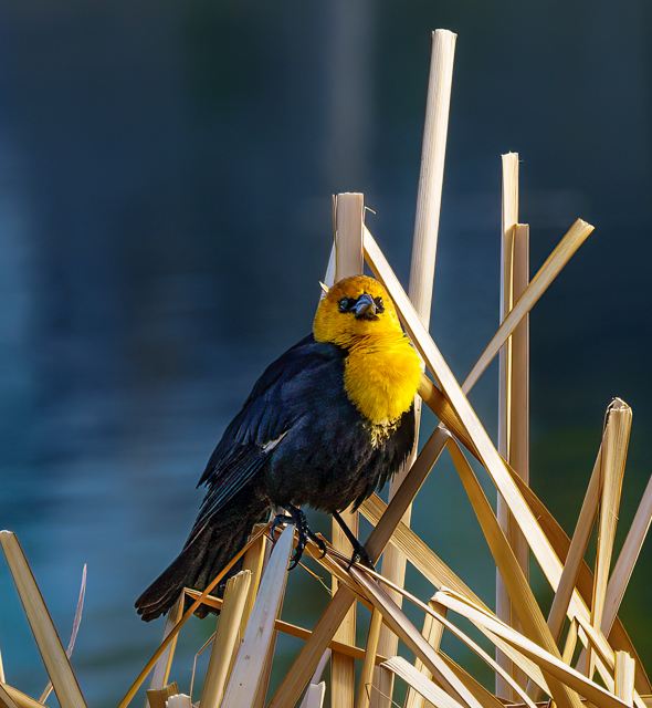 Yellow headed blackbird...