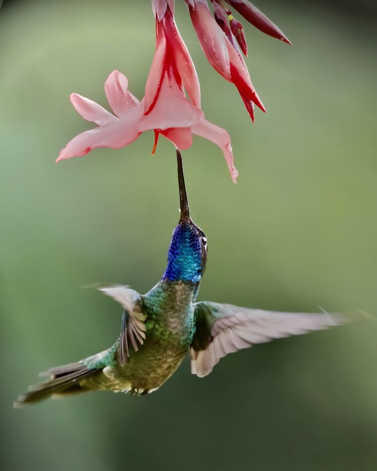 Magnificent Hummingbird...
