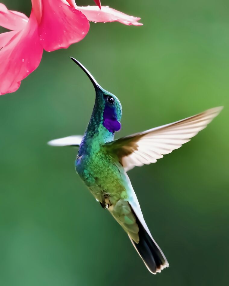 Violetear Hummingbird...