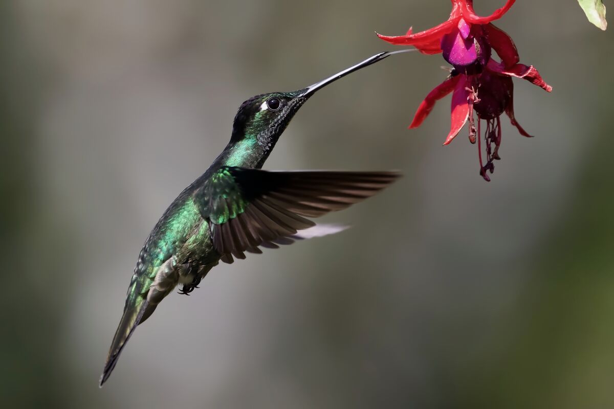 Magnificent Hummingbird...