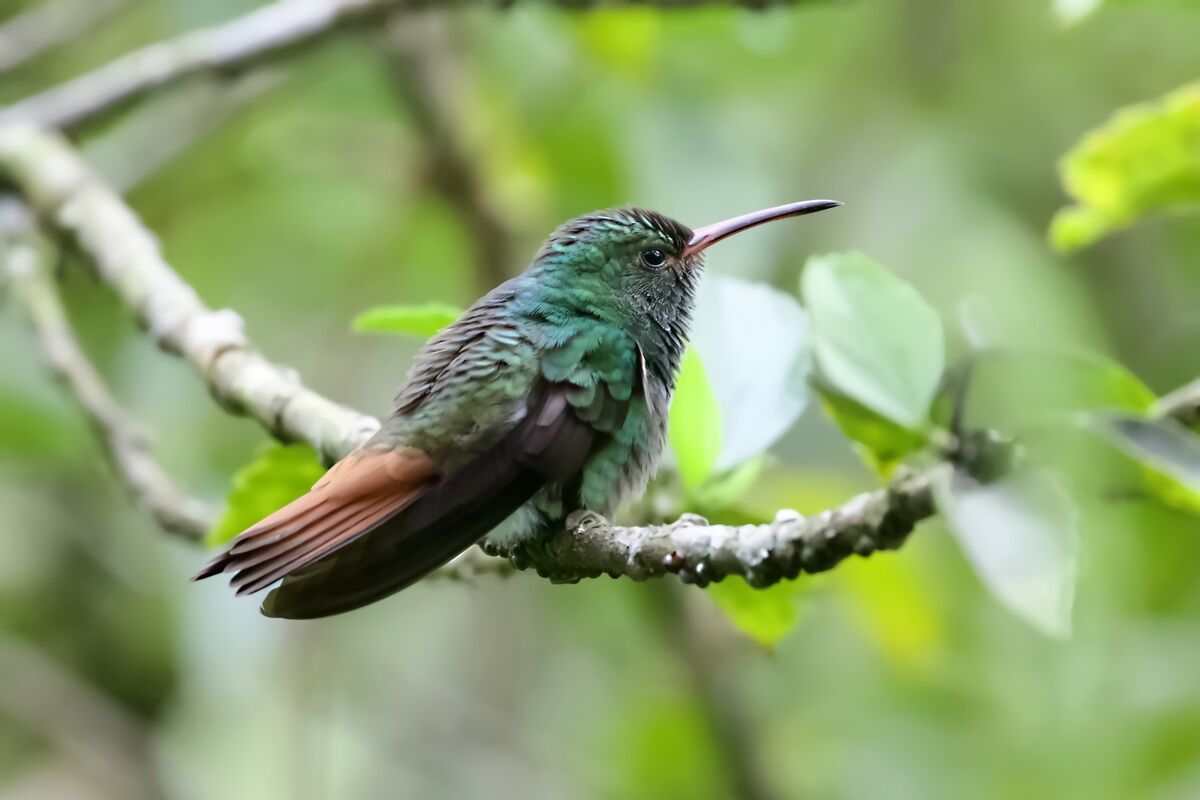 Rufous-tailed Hummingbird...