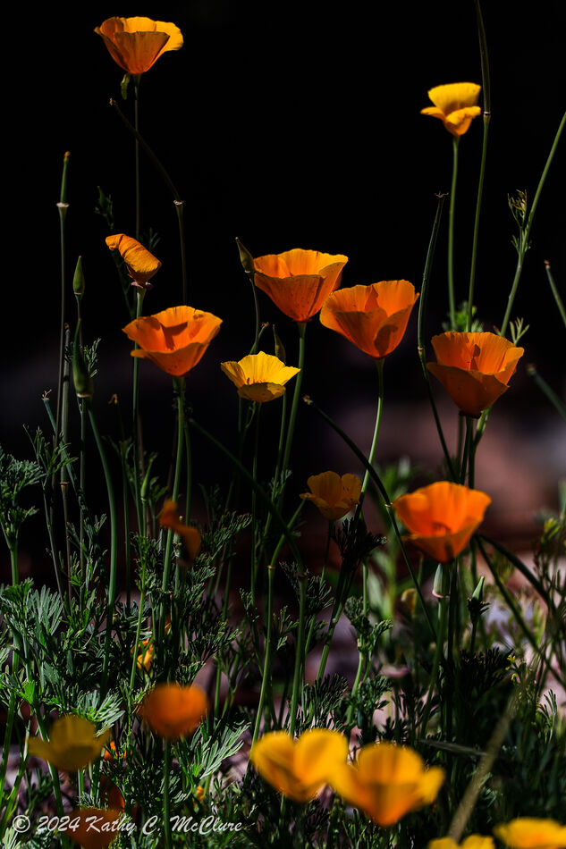 Mexican goldpoppies...