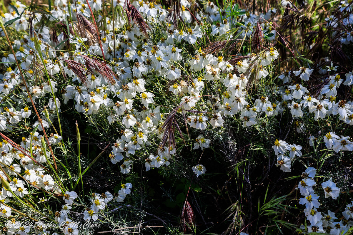 little white flowers...