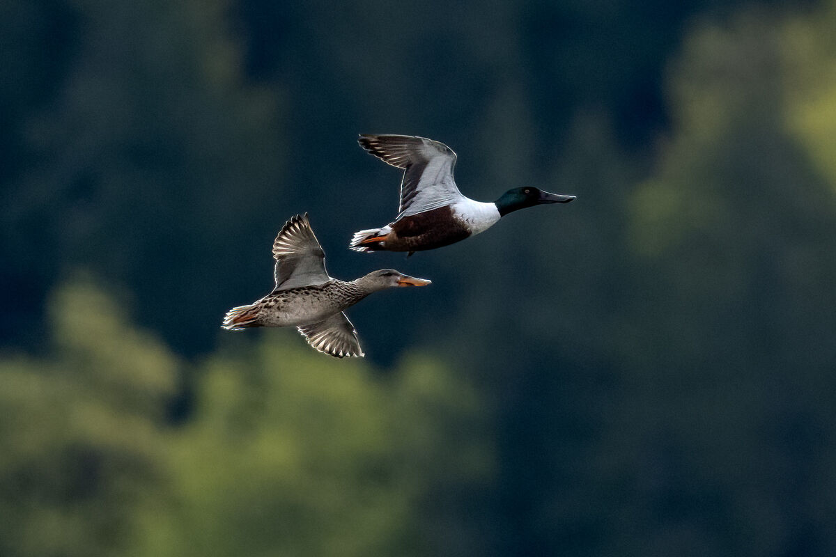 Northern Shovelers On The Wing...