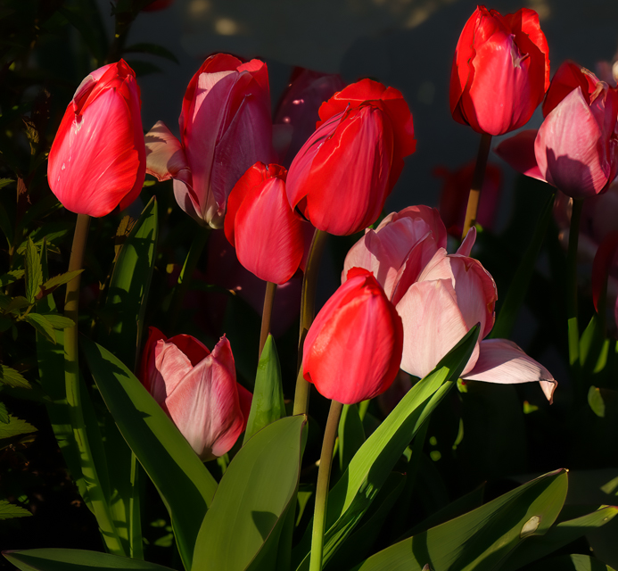 Experimenting with the sunset light: Because of the Oquirrh Mountains ...